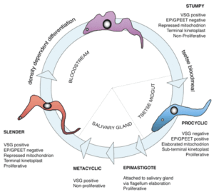 Life cycle showing slender and stumpy forms. Source https://jcs.biologists.org/content/118/2/283