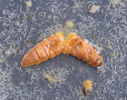 Entomopathogenic nematodes emerging from a wax moth cadaver. Source: https://commons.wikimedia.org/wiki/File:Waxmothcadaverusda.jpg