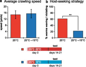 Ste. carpocapsae shows temperature-induced changes in host-seeking strategy. Source: https://bmcbiol.biomedcentral.com/articles/10.1186/s12915-016-0259-0