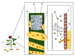 Diagram illustrating how Cuscuta uses haustoria to penetrate the vascular system of its host plant and remove sugars and nutrients from the host's phloem. 1). Cuscuta plant 2). Host plant 3). Cuscuta leaves 4). Ground tissue 5). Phloem 6). Sugars and nutrients 7). Epidermal tissue 8). A Cuscuta haustorium growing into the phloem of the host plant. Sourcwe Wikipedia.