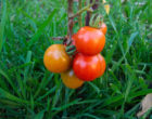 A healthy tomato plant. Source wikimedia