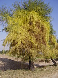 Cuscuta on acacia tree in Punjab, Pakistan. Source:Wiki commons