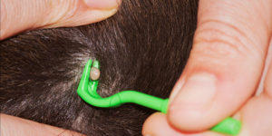 Removal with a tick twister. Source: https://cotswolddoglodge.co.uk/ticks-on-dogs/ 