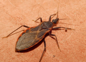 Triatomid or Kissing Bug, the insect vector for Trypanosoma cruzi. Source: Glenn Seplak via Flickr (Creative Commons)