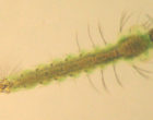 An anopheles larvae. Source:Wikimedia