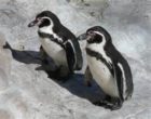 Humboldt penguins, Spheniscus humboldti, sorce: wikimedia