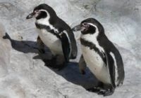 penguine-2