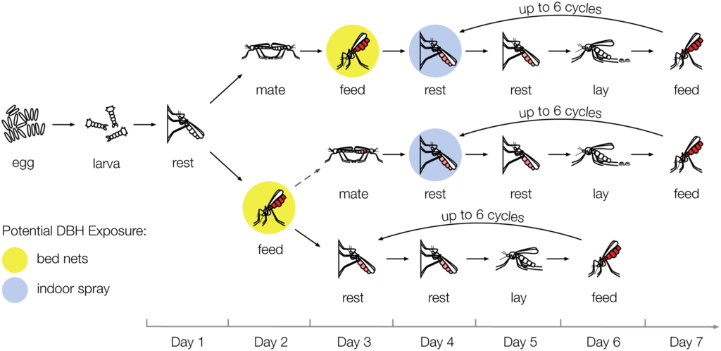 Schematic of the life cycle model. Fom https://journals.plos.org/plospathogens/article?id=10.1371/journal.ppat.1006060 
