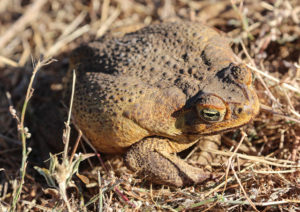 Cane toad (Rhinella marina) in Australia. Source: https://www.flickr.com/photos/arthur_chapman/27597891126