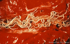 Lungworm (Dictyocaulus viviparous) in dissected cow lung. Source: https://www.flickr.com/photos/nottinghamvets/6241402078