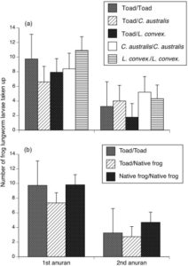 Effect of order of exposure and type of anuran species (native frog versus cane toad) on the number of frog lungworm taken up. Source: Nelson et al., 2015