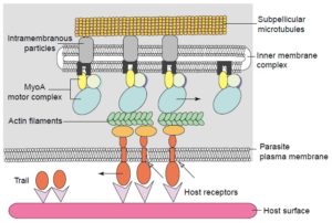 The acto-myosin motor complex. Image from https://www.bio.umass.edu/micro/klingbeil/590s/Reading/soldatirev22004.pdf 