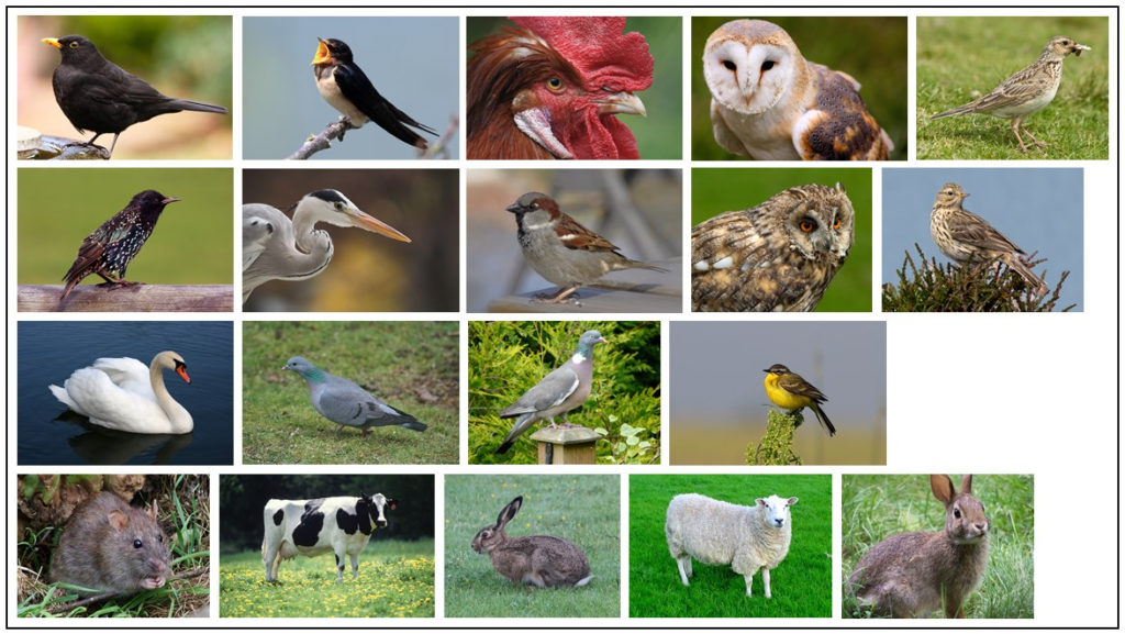 Vertebrate species identified as hosts for mosquito feeding. Top row (left to right): blackbird, barn swallow, chicken, barn owl, Eurasian skylark; second row: European starling, grey heron, house sparrow, long-eared owl, meadow pipit; third row: mute swan, stock dove, wood pigeon, yellow wagtail; bottom row: brown rat, cow, European hare, sheep, European rabbit. All images Creative Commons Licence, sourced from Wikimedia commons.