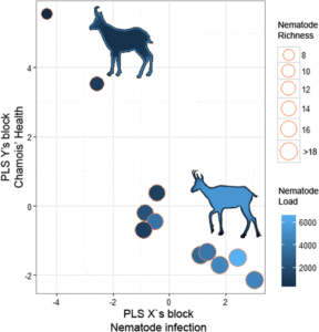 Bubble chart of data representing gut and lung nematodes and health status from 11 male chamois. Source: ttps://parasitesandvectors.biomedcentral.com/articles/10.1186/s13071-017-2060-5?utm_source=dlvr.it&utm_medium=twitter 