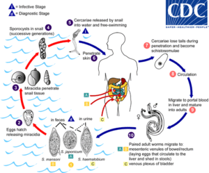 Schistosoma life cycle. Retrieved from: https://www.cdc.gov/parasites/schistosomiasis/biology.html