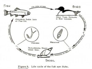 Bad News For Rainbow Trout Bugbitten