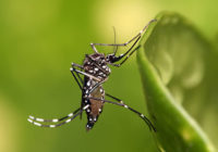 440px-Aedes_aegypti