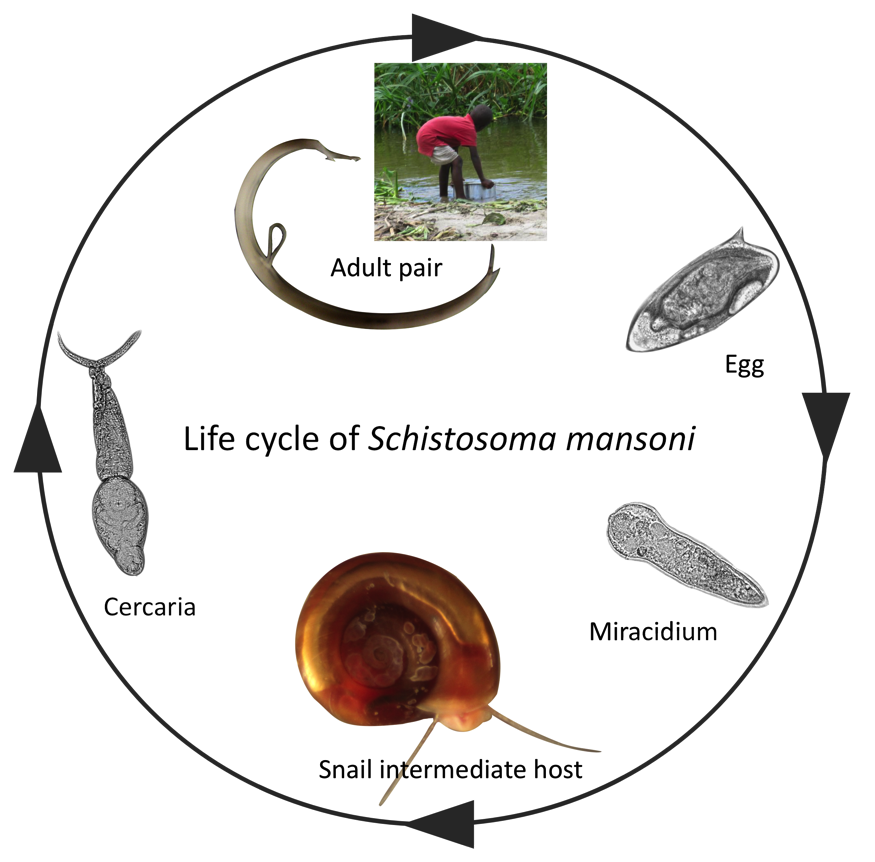 Schistosome infections in snails alter snail physiology BugBitten