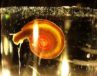 schisto&snail