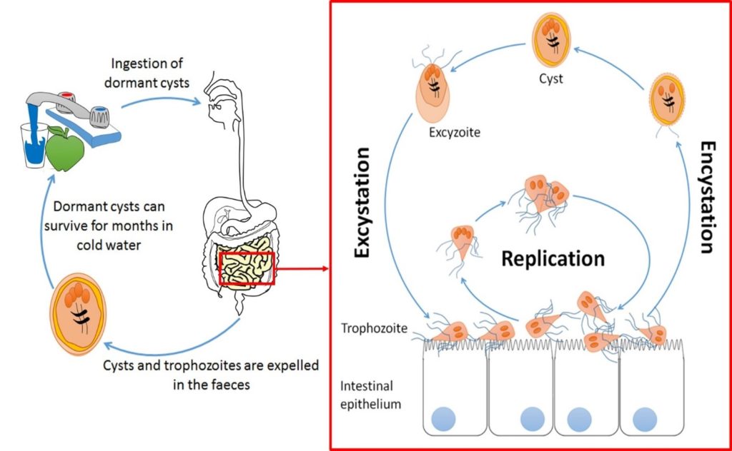 Giardia life cycle in humans.