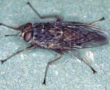 Glossina-morsitans-adult-tsetse-fly-2