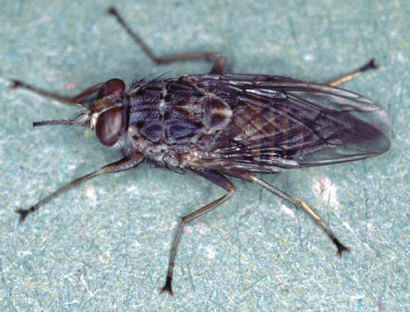 Barriers To Trypanosome Transmission By Tsetse Flies Bugbitten