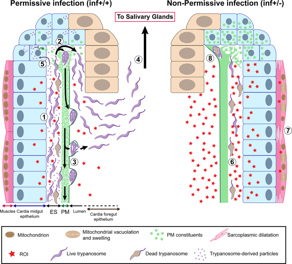 BugBitten Barriers to trypanosome transmission by tsetse flies