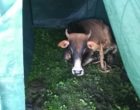Cow in a tent