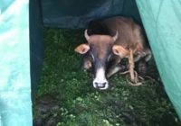 Cow in a tent