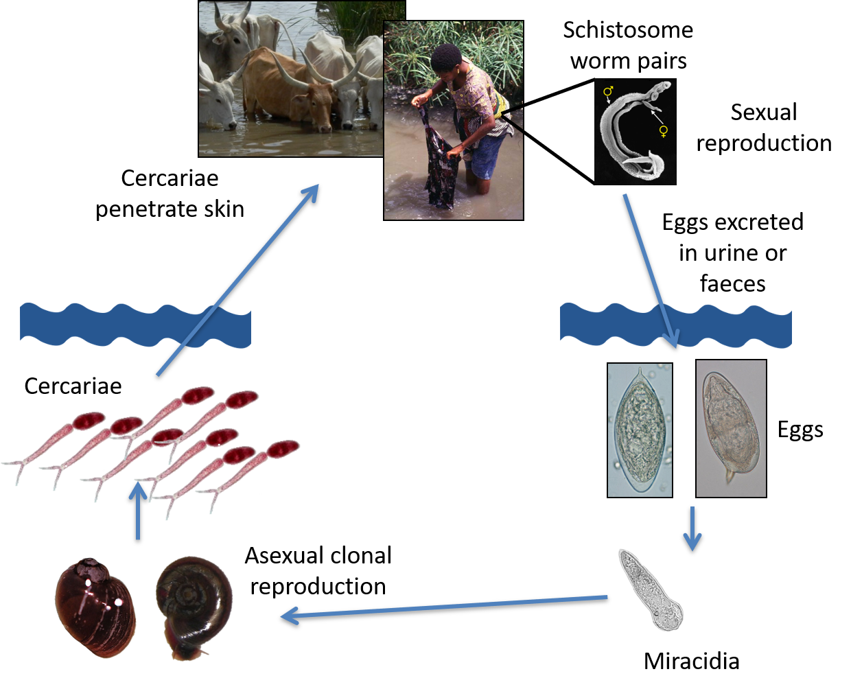 The Sex Lives Of Schistosomes Complexed Mixing Of Genomes Bugbitten 