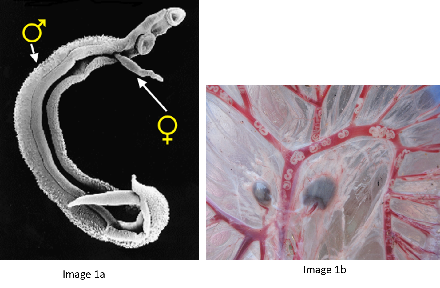 The Sex Lives Of Schistosomes Complexed Mixing Of Genomes Bugbitten