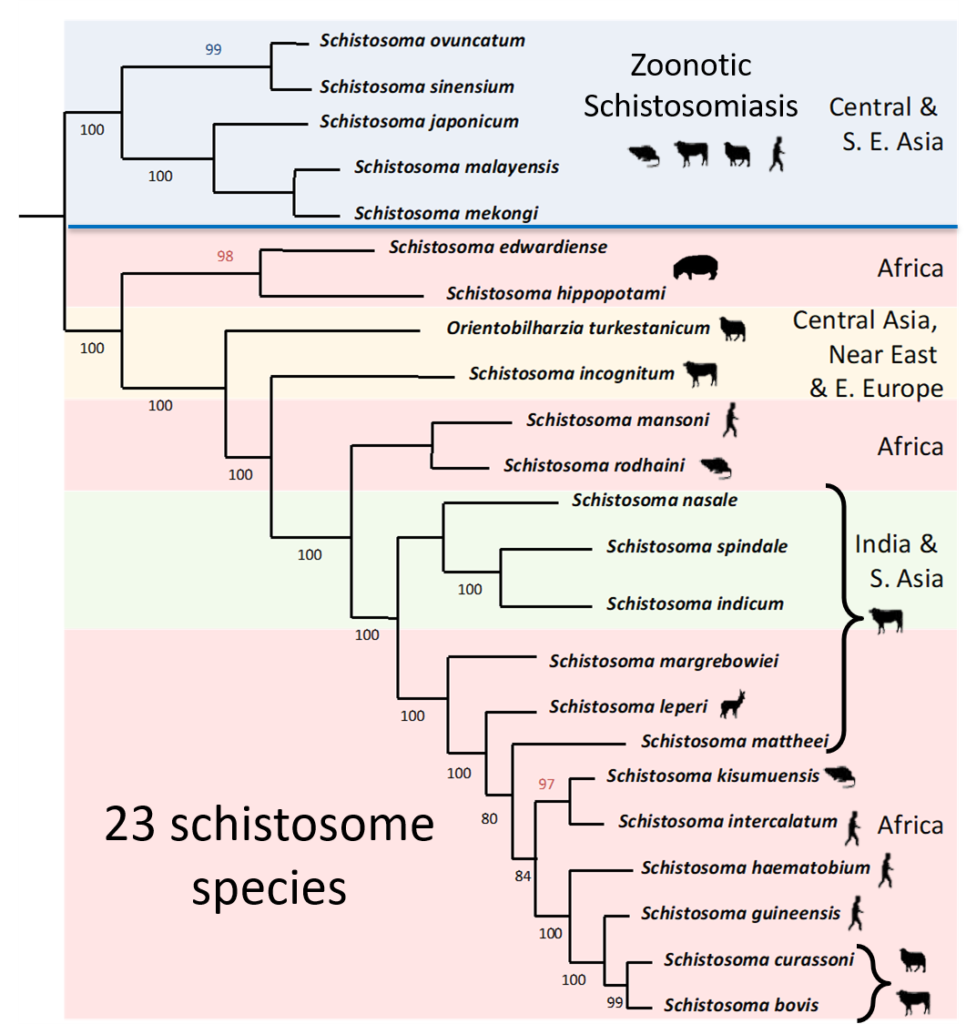 is schistosomiasis a zoonotic disease un leac pentru paraziții melcilor