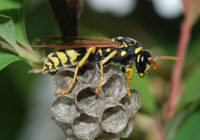 440px-Wasp_March_2008-3