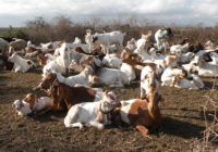 Banner_Goats in boma_crop