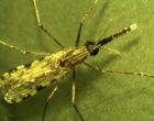 Fig. 1 Femelle-Anopheles-Mosquito