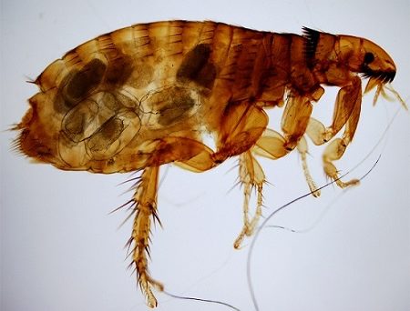 Fleas are ready for a climate change - BugBitten