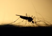 mosquito-3860900_1280