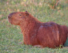 1920px-Capybara_(Hydrochoerus_hydrochaeris)