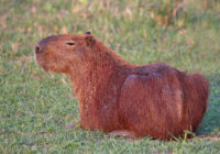 1920px-Capybara_(Hydrochoerus_hydrochaeris)