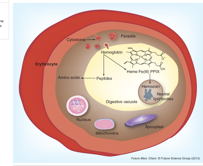 BugBitten Malaria: Understanding Drug Resistance