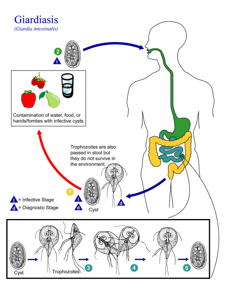 giardia worms and germs