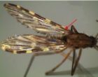 Anopheles-culicifacies-first-vein-with-a-dark-spot-opposite-the-light-spot-at-the-base.png