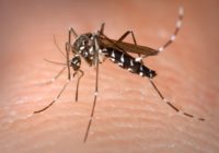 Aedes_Albopictus