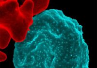 malaria_infected_red_blood_cell_NIAID