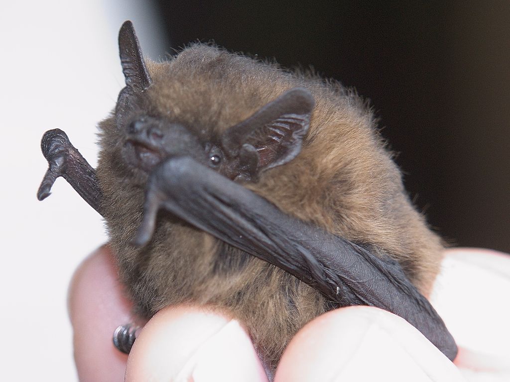 European bats discovered as hosts for leishmaniasis infection BugBitten