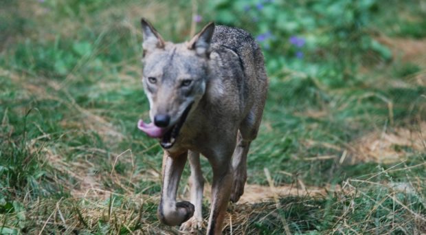 BugBitten Heartworm infection: are wolves spreading a deadly disease for  dogs?
