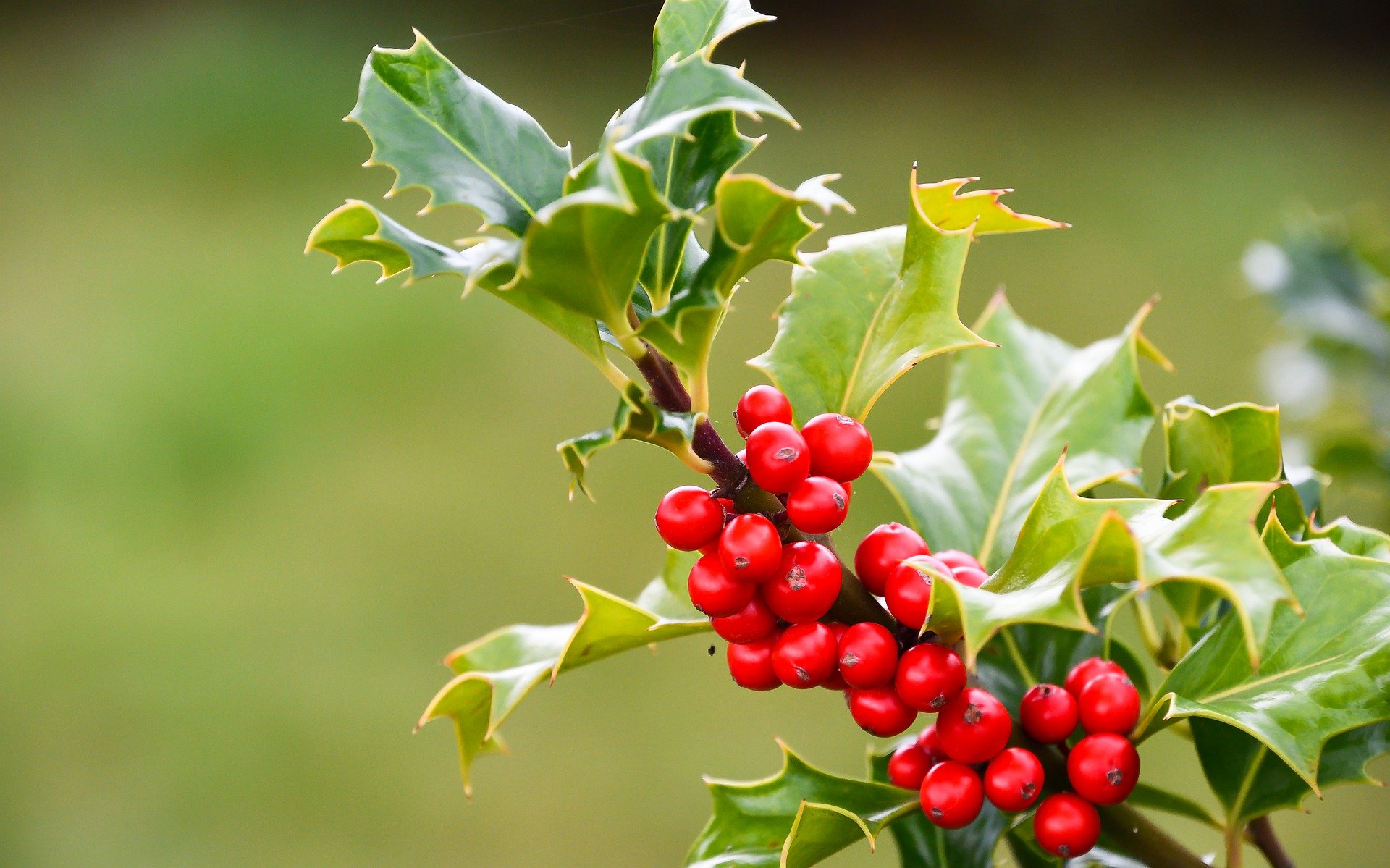 Holly tree