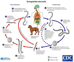 BugBitten Threadworm: underdiagnosed and underreported in Texas?