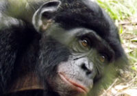 A bonobo at Lola Ya Bonobo sanctuary