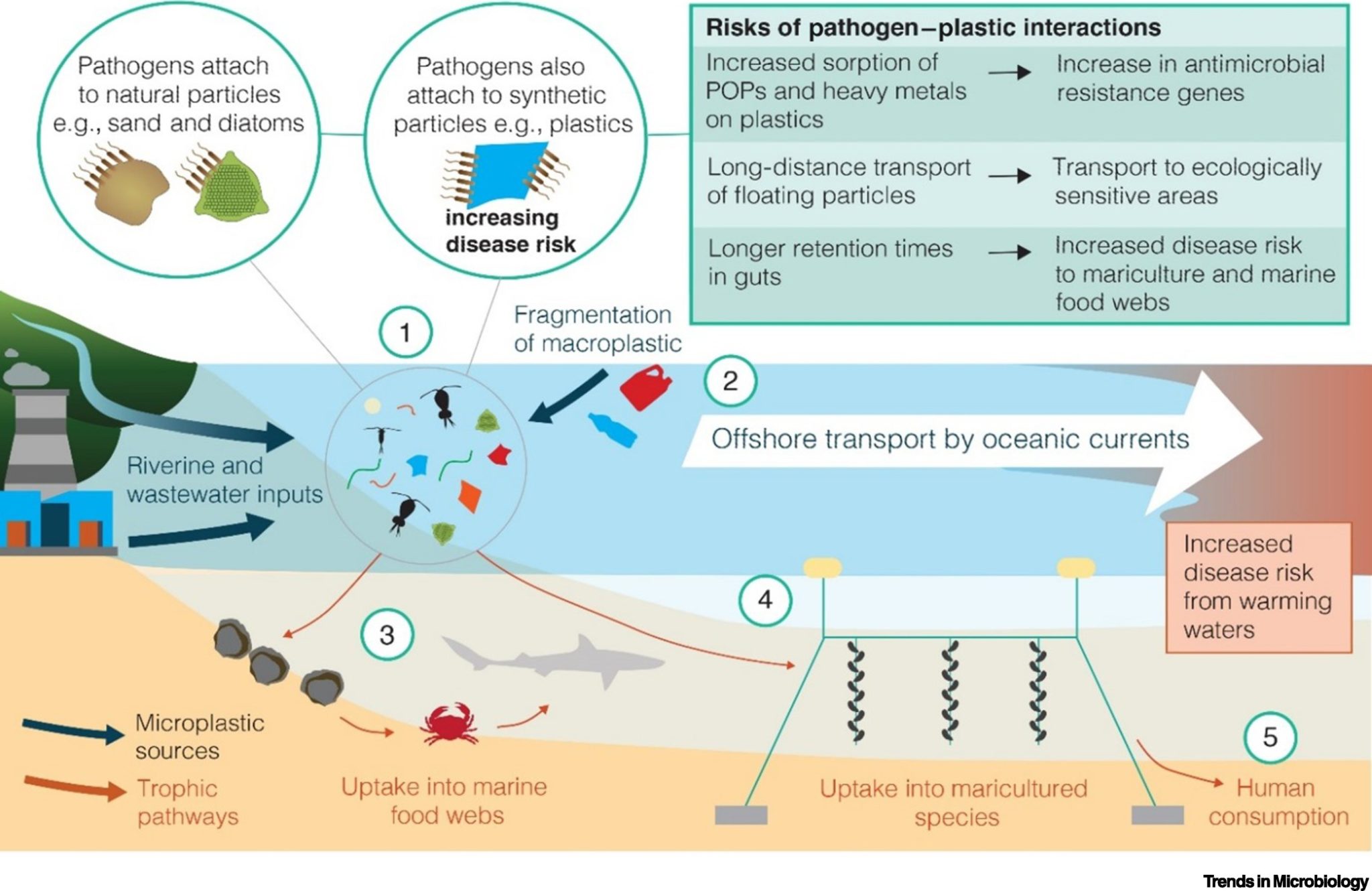 Microplastics And Microbes Have We Created A New Disease Vector   Gr1 Lrg 2048x1330 